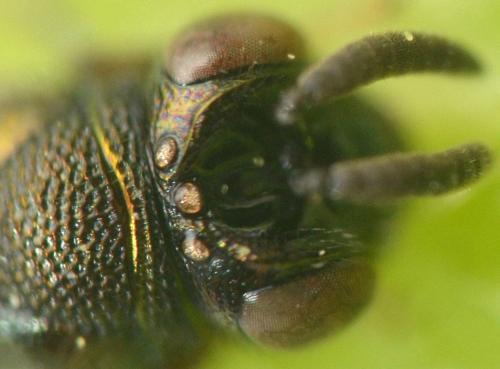 Réf. 181 089 : Perilampus sp.